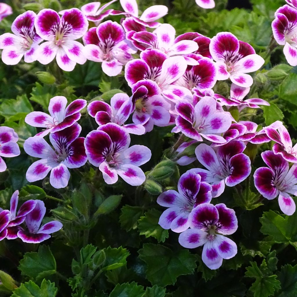 Pelargonium Mosquitaway Nova