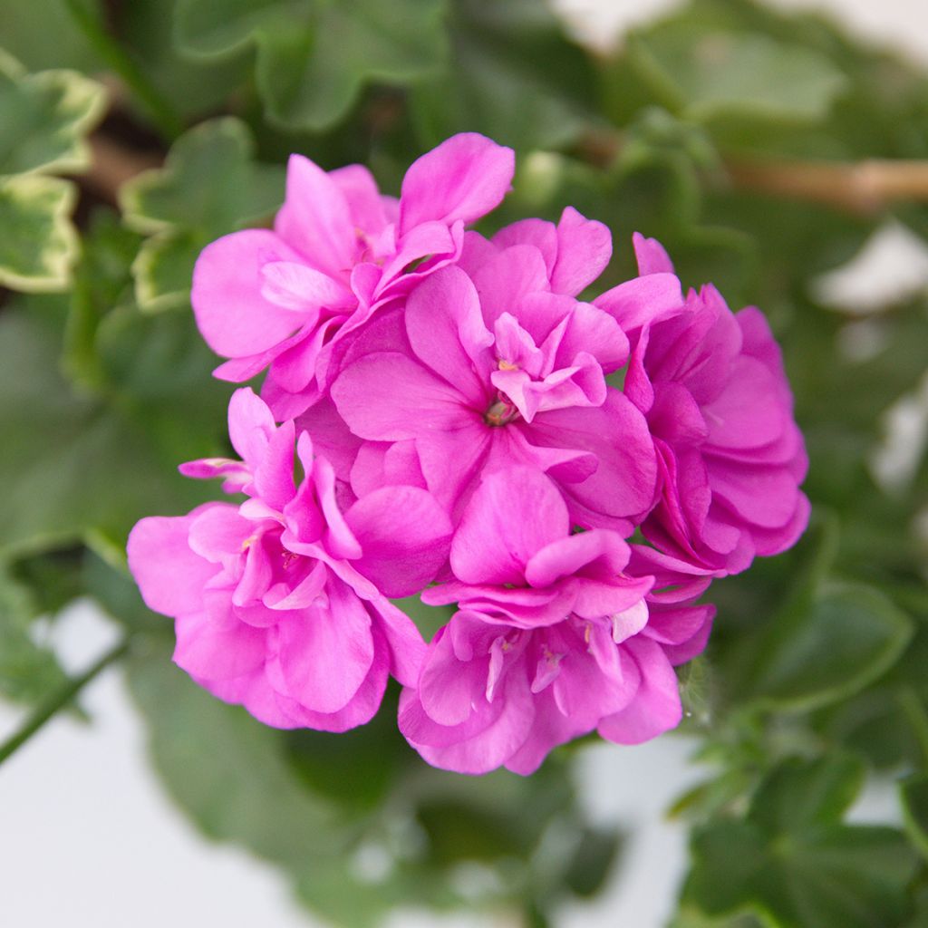 Pelargonium peltatum Amelit