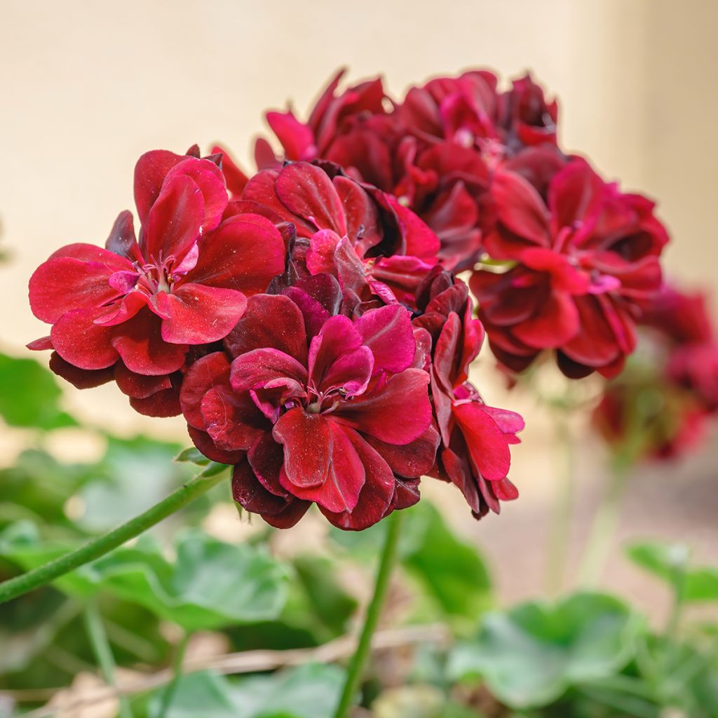 Pelargonium Double Royal Brillant Red - Ivy Geranium