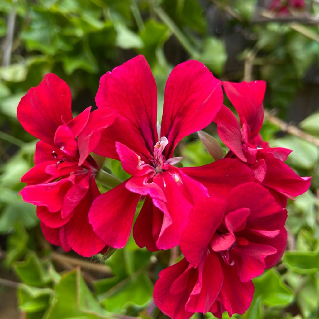 Pelargonium Moonflair Red - Ivy Geranium