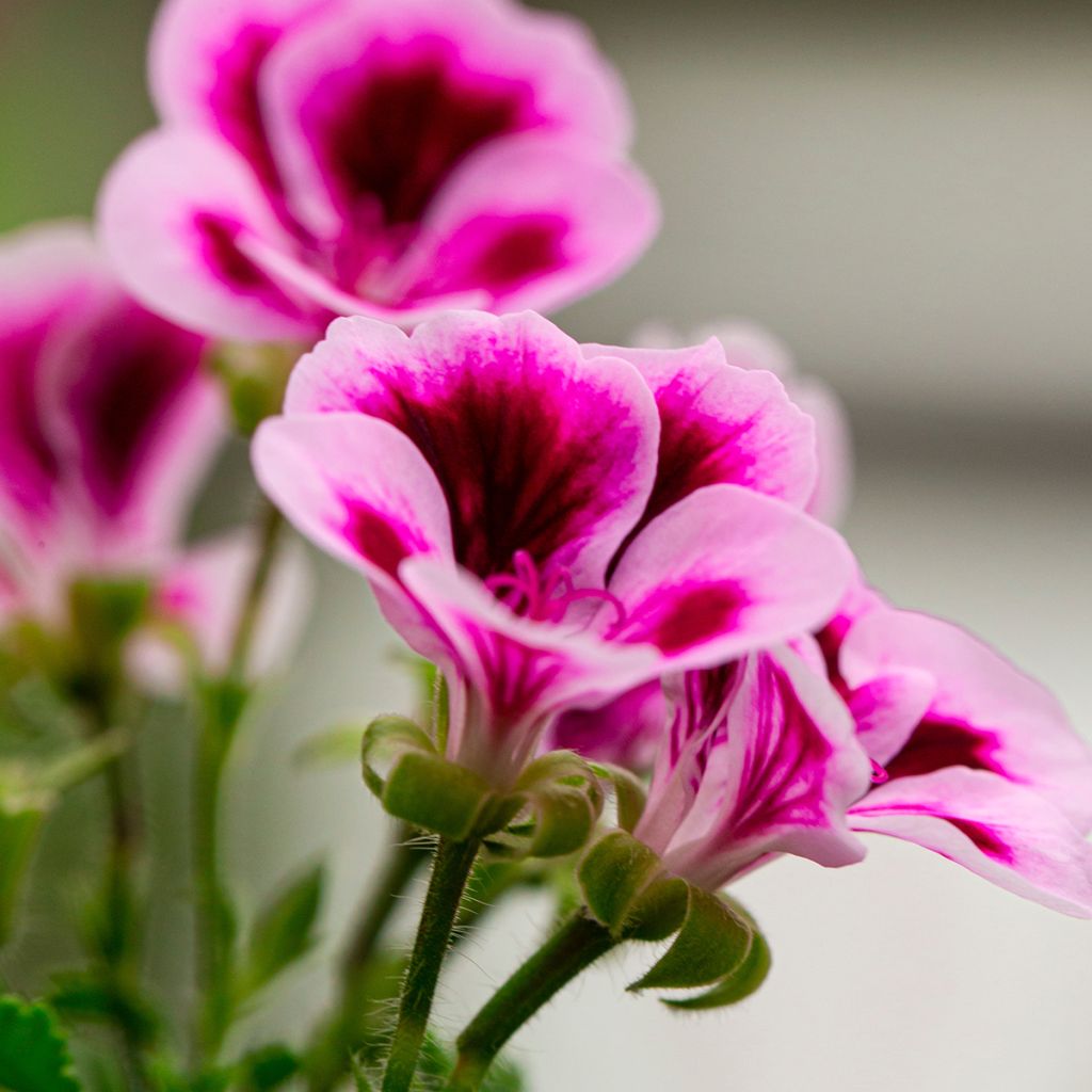 Pelargonium Angel Eyes Blueberry - Regal Geranium