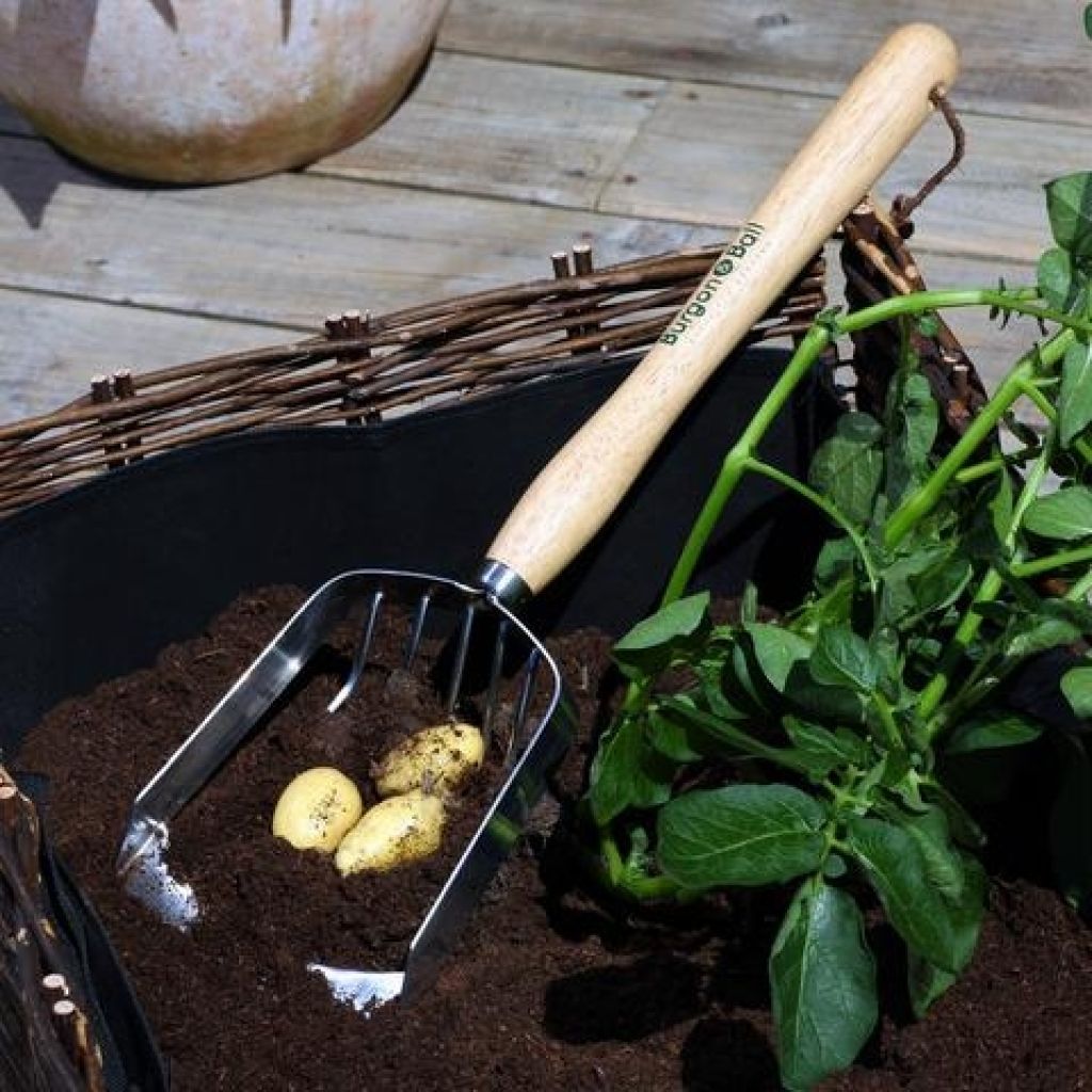 Potato Harvesting Spade by Burgon & Ball - RHS Range