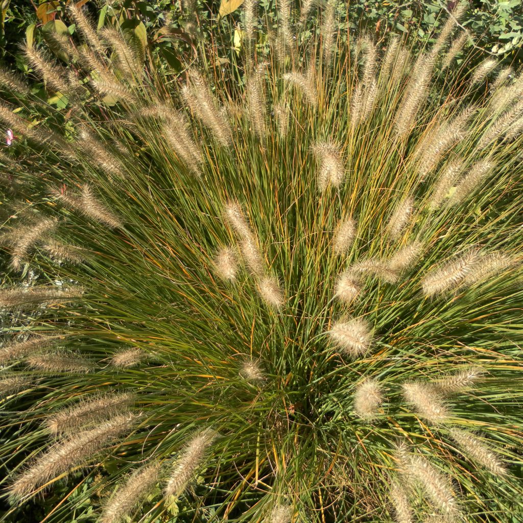 Pennisetum alopecuroides Hameln - Chinese Fountain Grass
