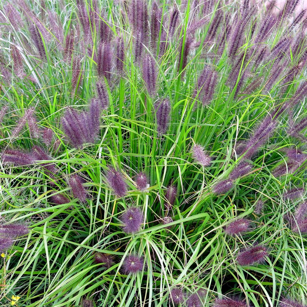 Pennisetum alopecuroïdes 'Red Head'