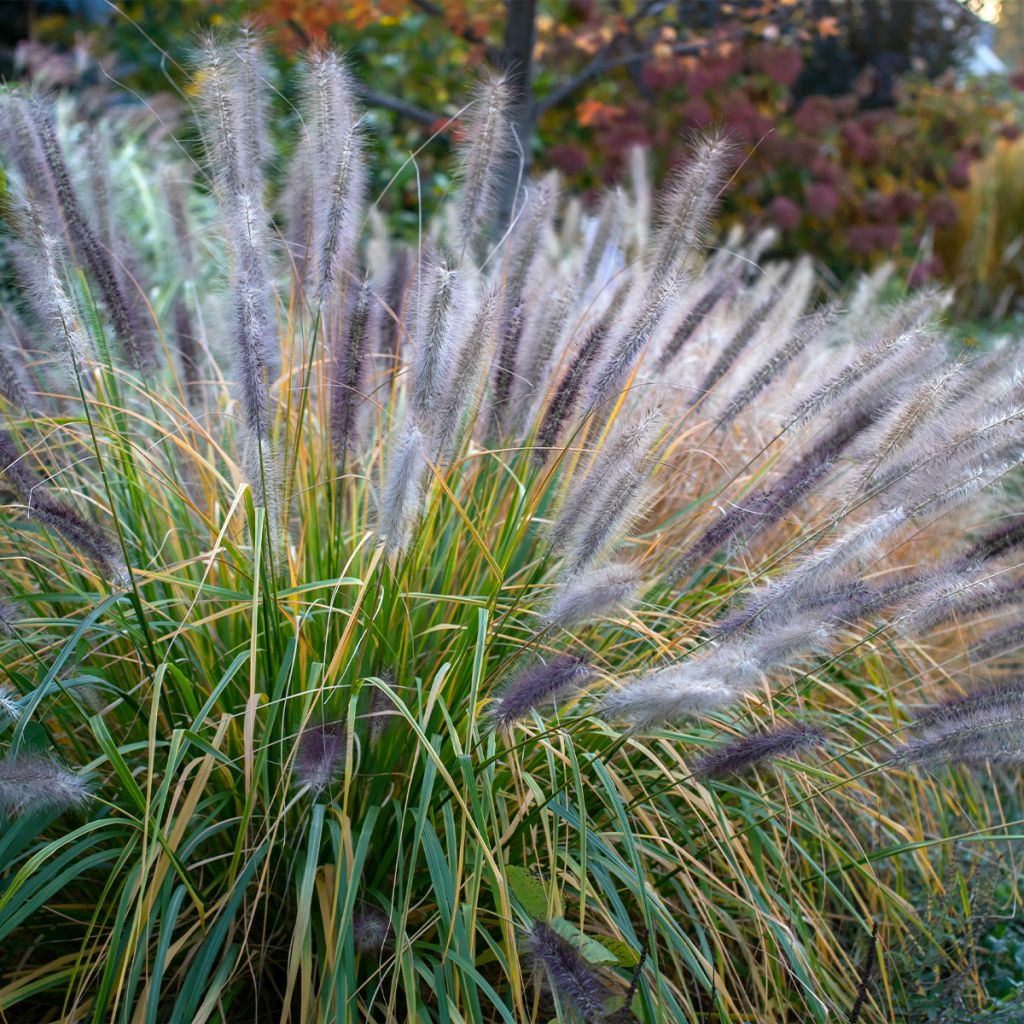 Pennisetum alopecuroïdes 'Red Head'