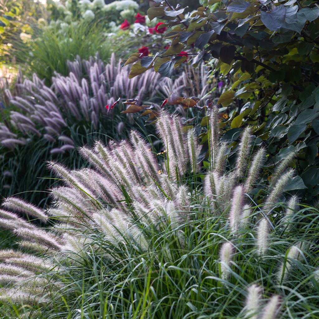 Pennisetum alopecuroïdes 'Red Head'