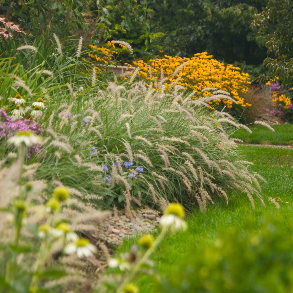 Pennisetum orientale Shogun - Oriental Fountain Grass