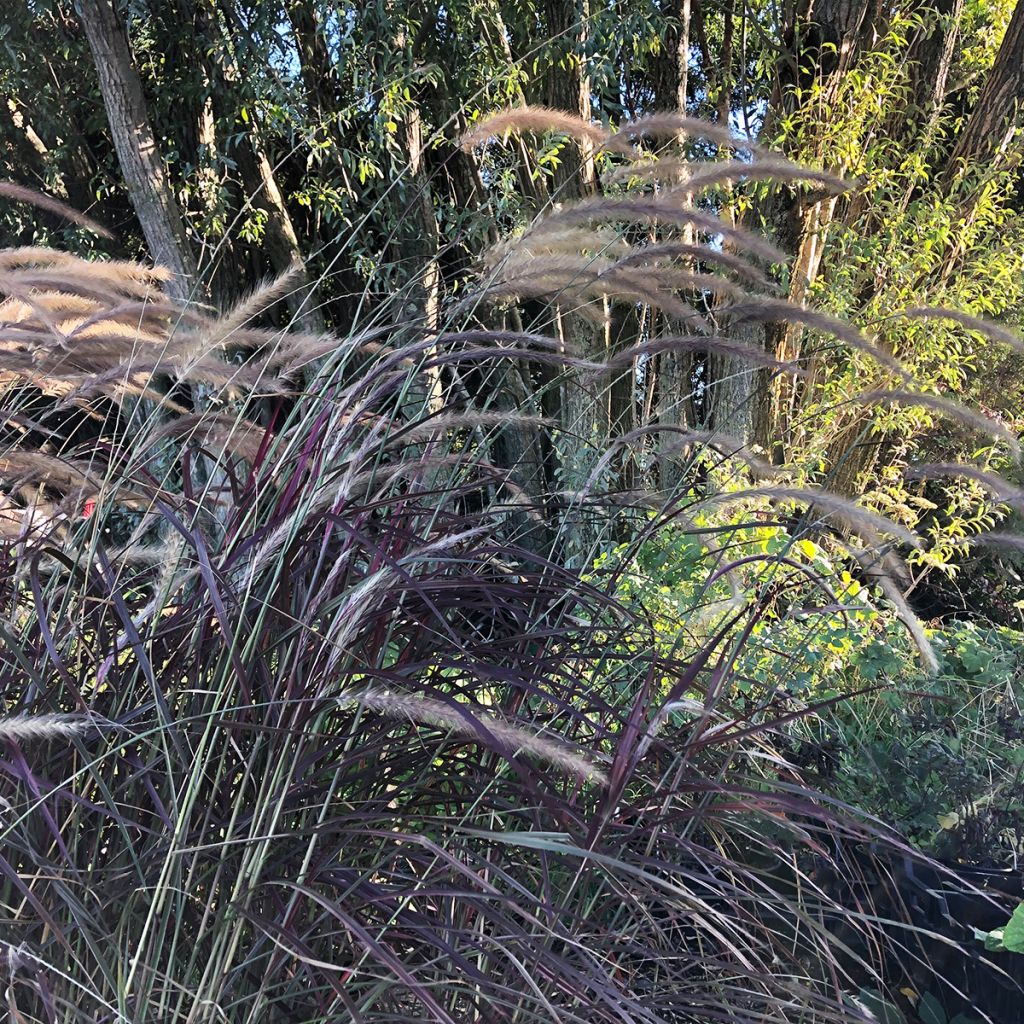 Pennisetum setaceum Firework