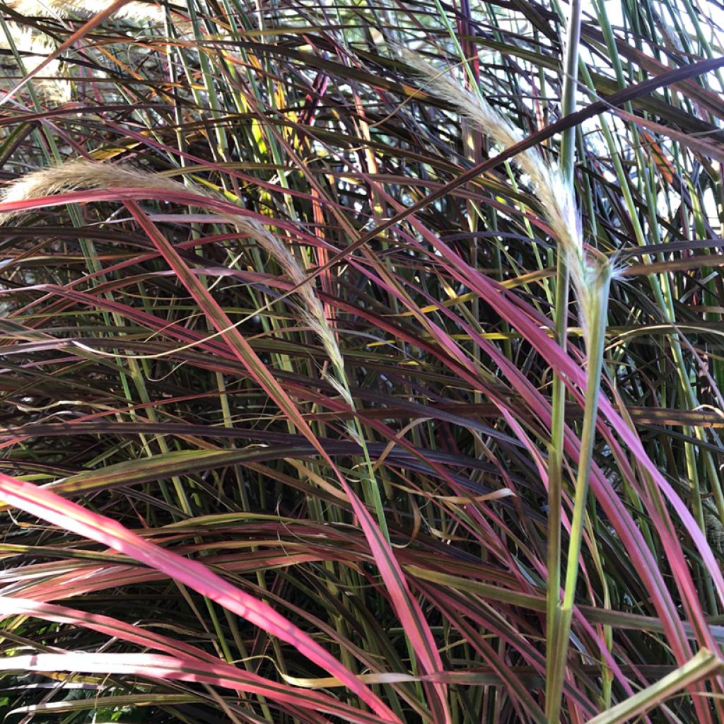Pennisetum setaceum Firework
