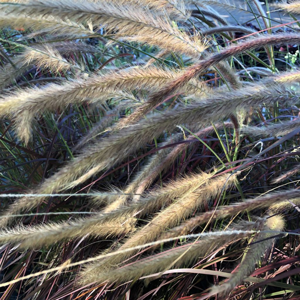 Pennisetum setaceum Firework
