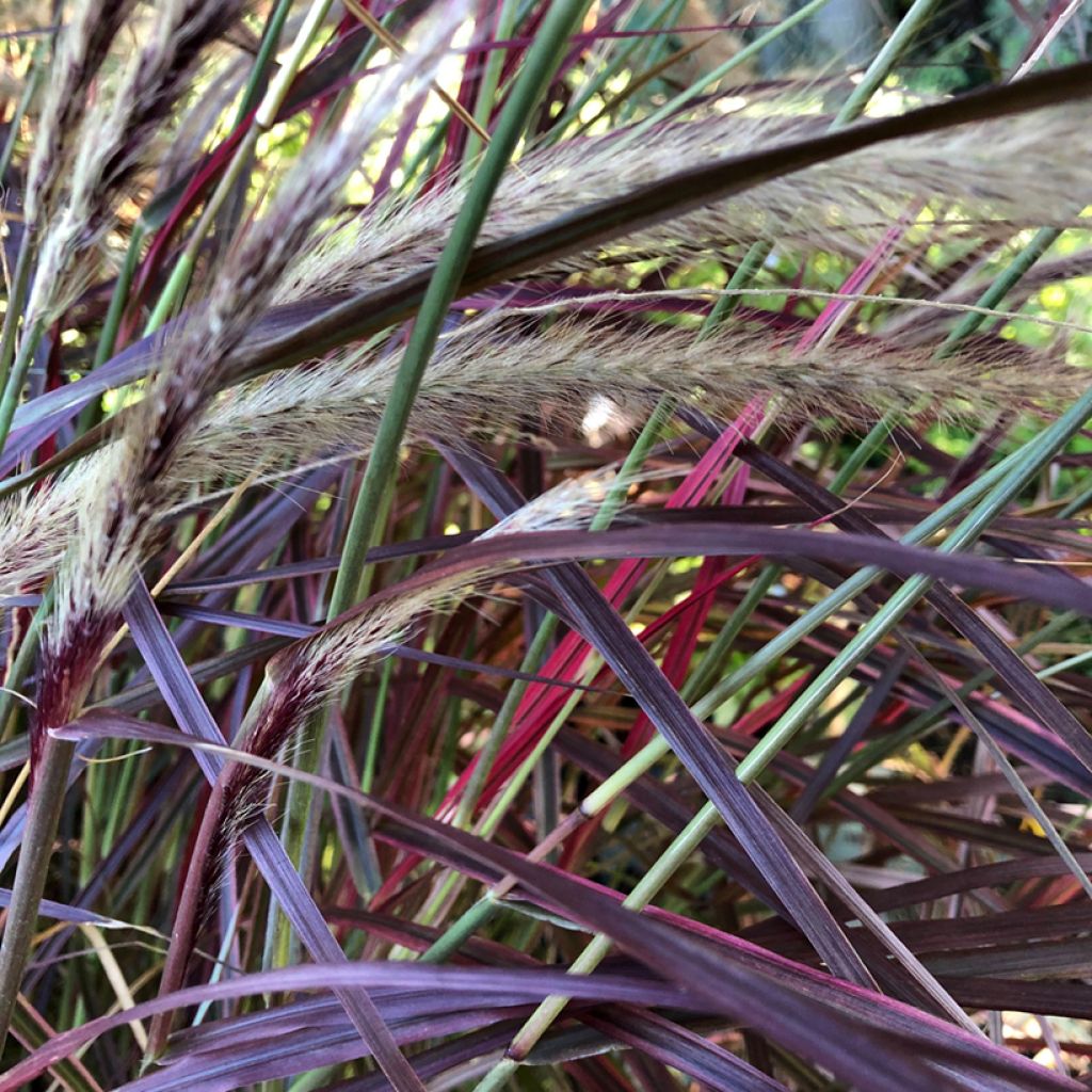 Pennisetum setaceum Firework