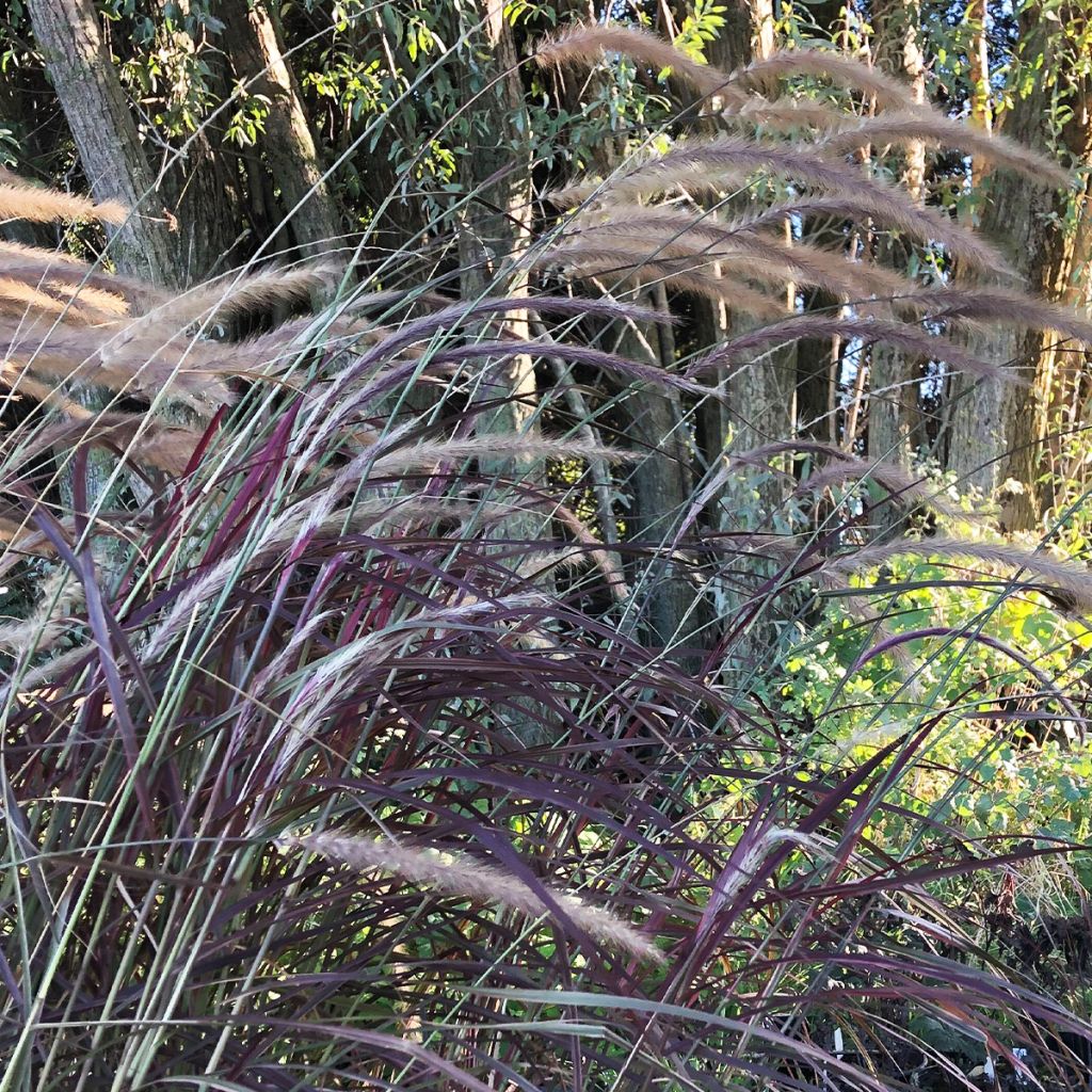 Pennisetum setaceum Firework