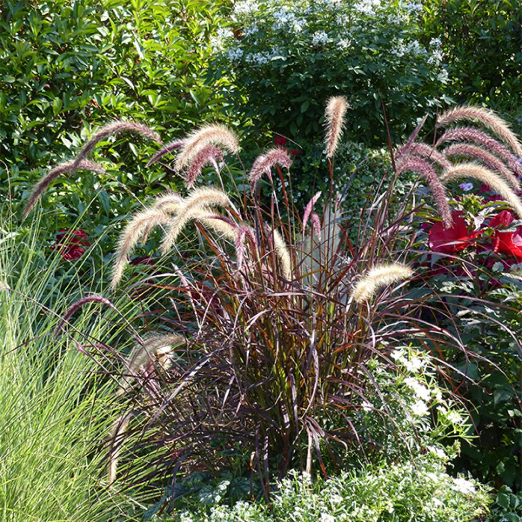 Pennisetum advena Rubrum - Purple Fountain Grass