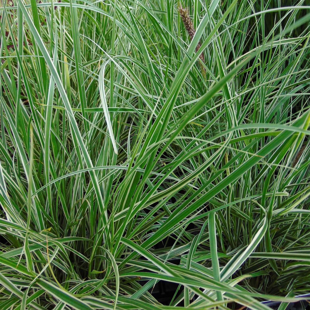 Pennisetum setaceum Skyrocket