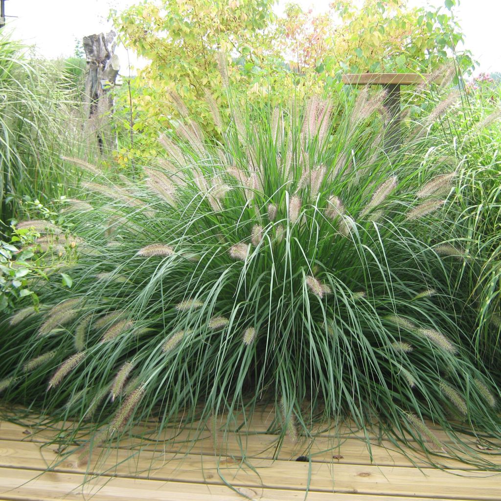 Pennisetum alopecuroides f. viridescens - Chinese Fountain Grass