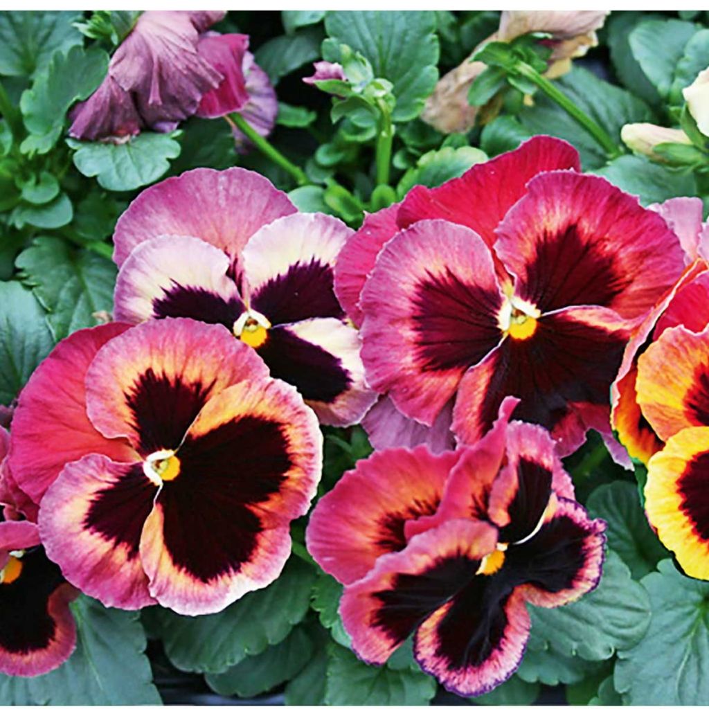 Viola wittrockiana F1 Carrera Autumn Berries- Swiss Garden Pansy