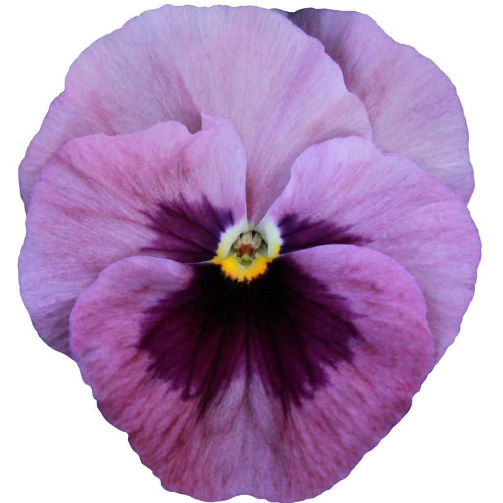 Carrera Pink Shades Pansy mini-plug- Swiss Garden Pansy