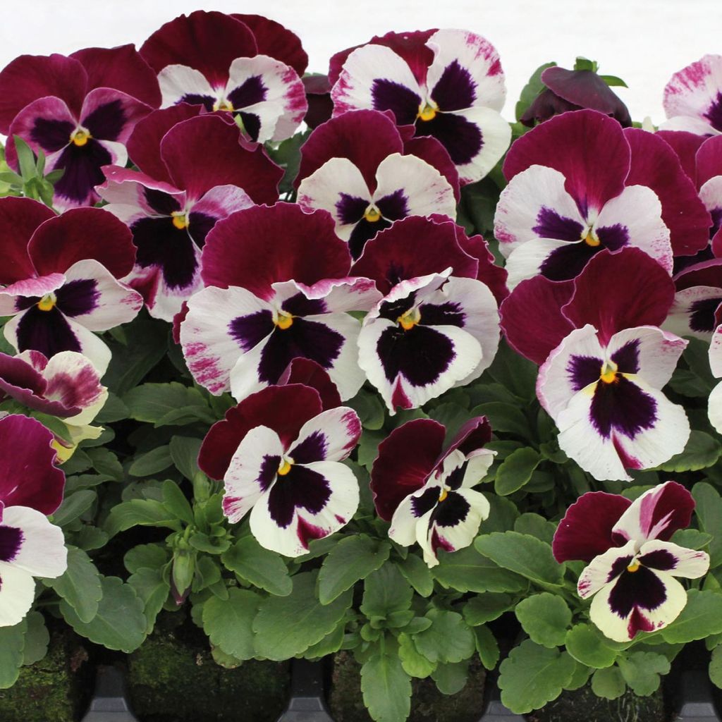 Viola hybrida Matrix F1 Cassis - Pansy