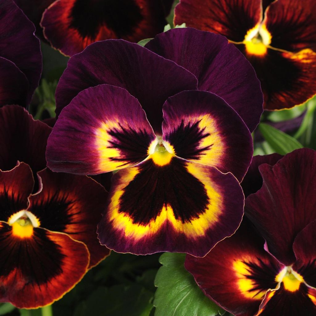 Pensée à Fleurs Moyennes Matrix Sangria - Viola hybrida Matrix F1