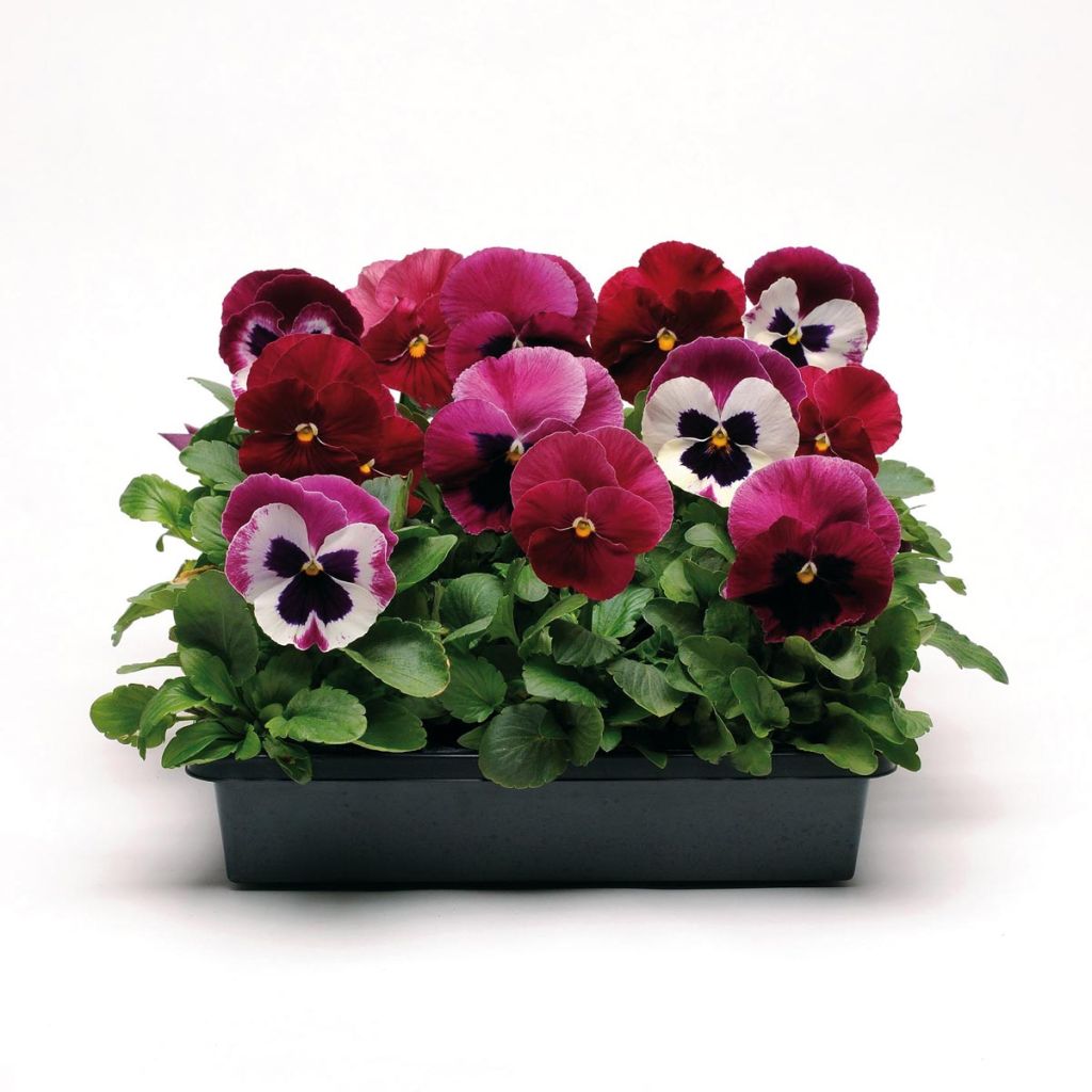 Set of 5 'Ruby Mix Matrix' Pansy Plug Plants
