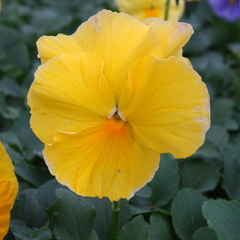 Large-flowered pansy Raviola Pure Lemon - plug plant