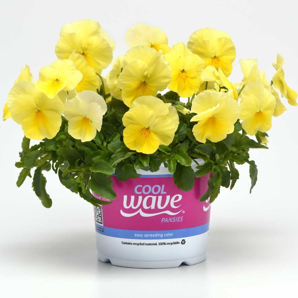 Viola wittrockiana Cool Wave Lemon- Swiss Garden Pansy