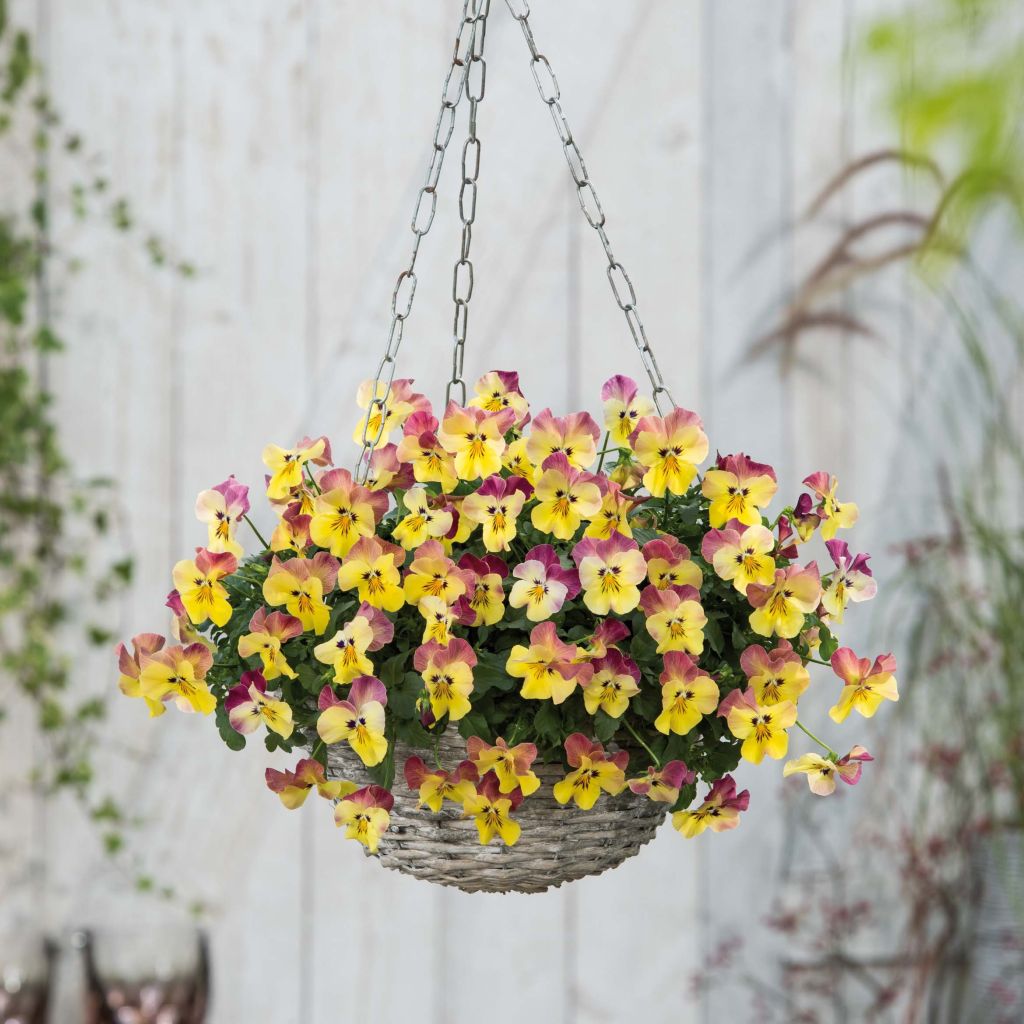 Viola wittrockiana Cool Wave Pink Yellow Bicolour- Swiss Garden Pansy