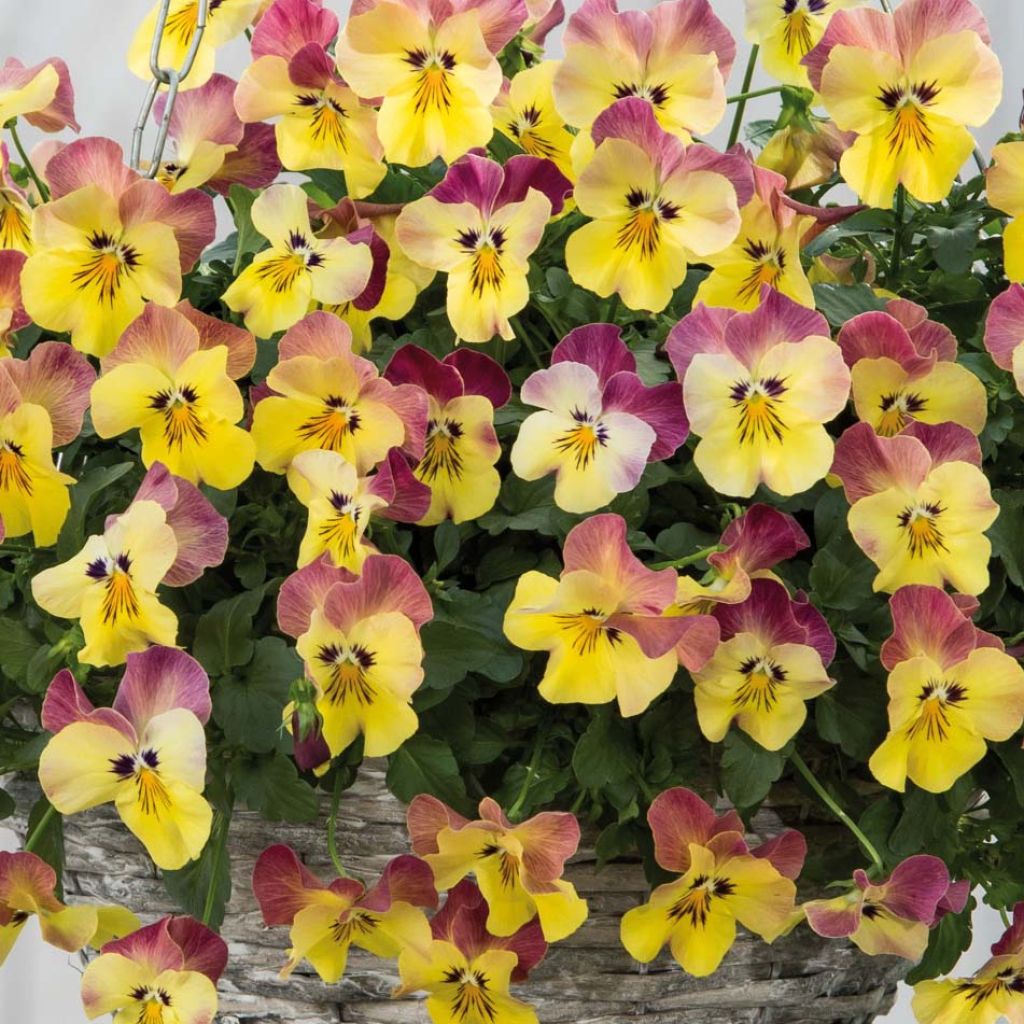 Viola wittrockiana Cool Wave Pink Yellow Bicolour- Swiss Garden Pansy