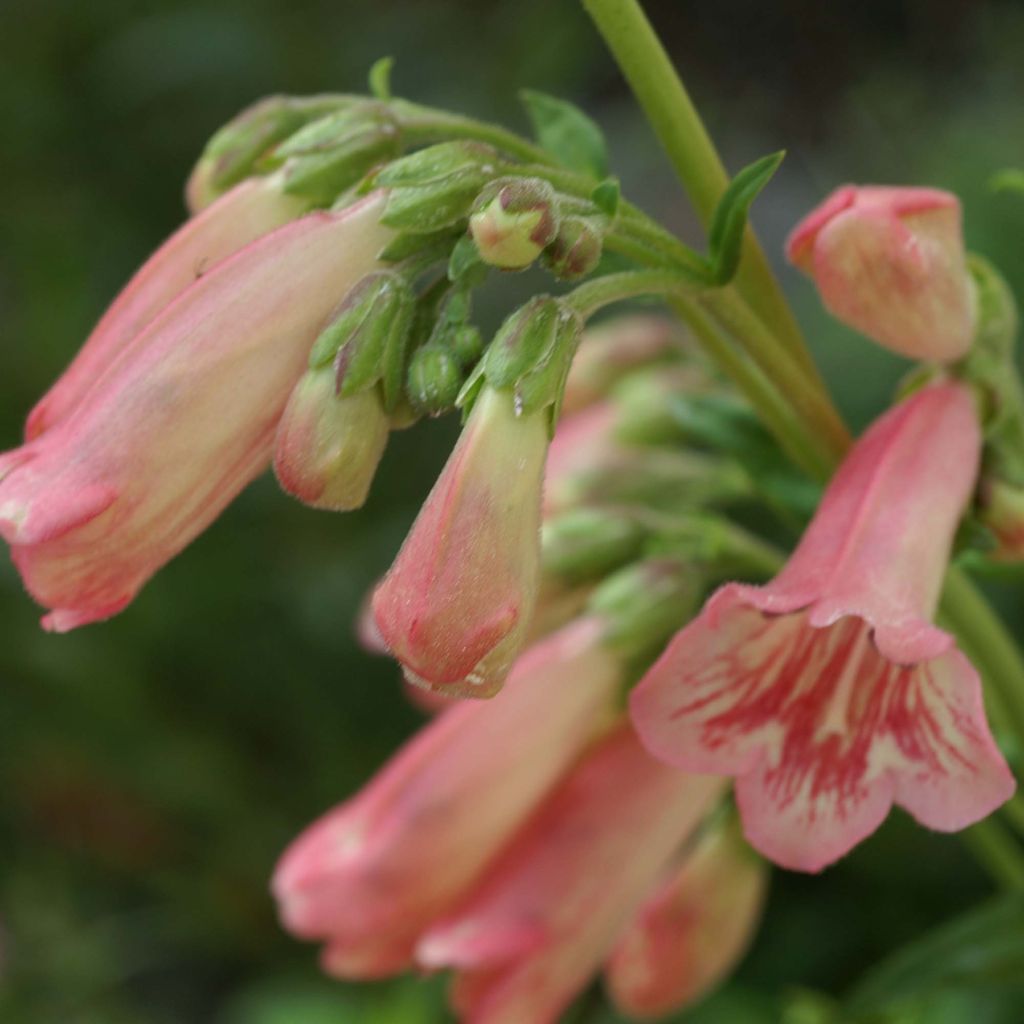 Penstemon hybrida Hewell Pink Bedder - Beardtongue