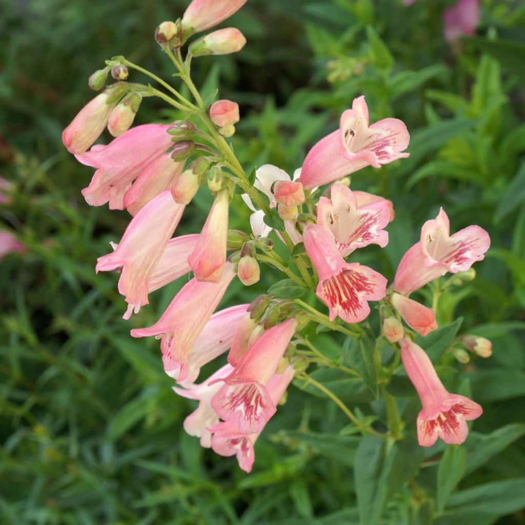 Penstemon hybrida Hewell Pink Bedder - Beardtongue