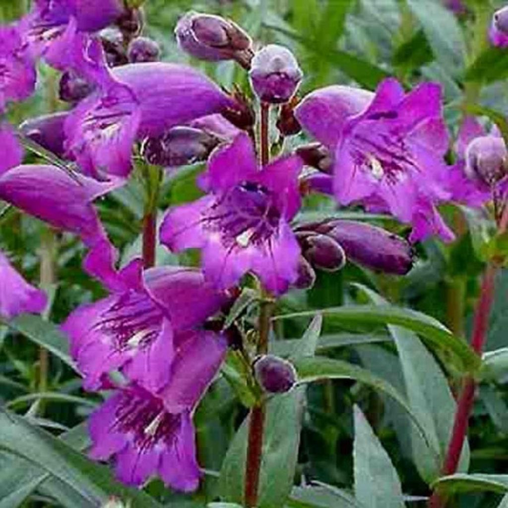 Penstemon Midnight - Beardtongue