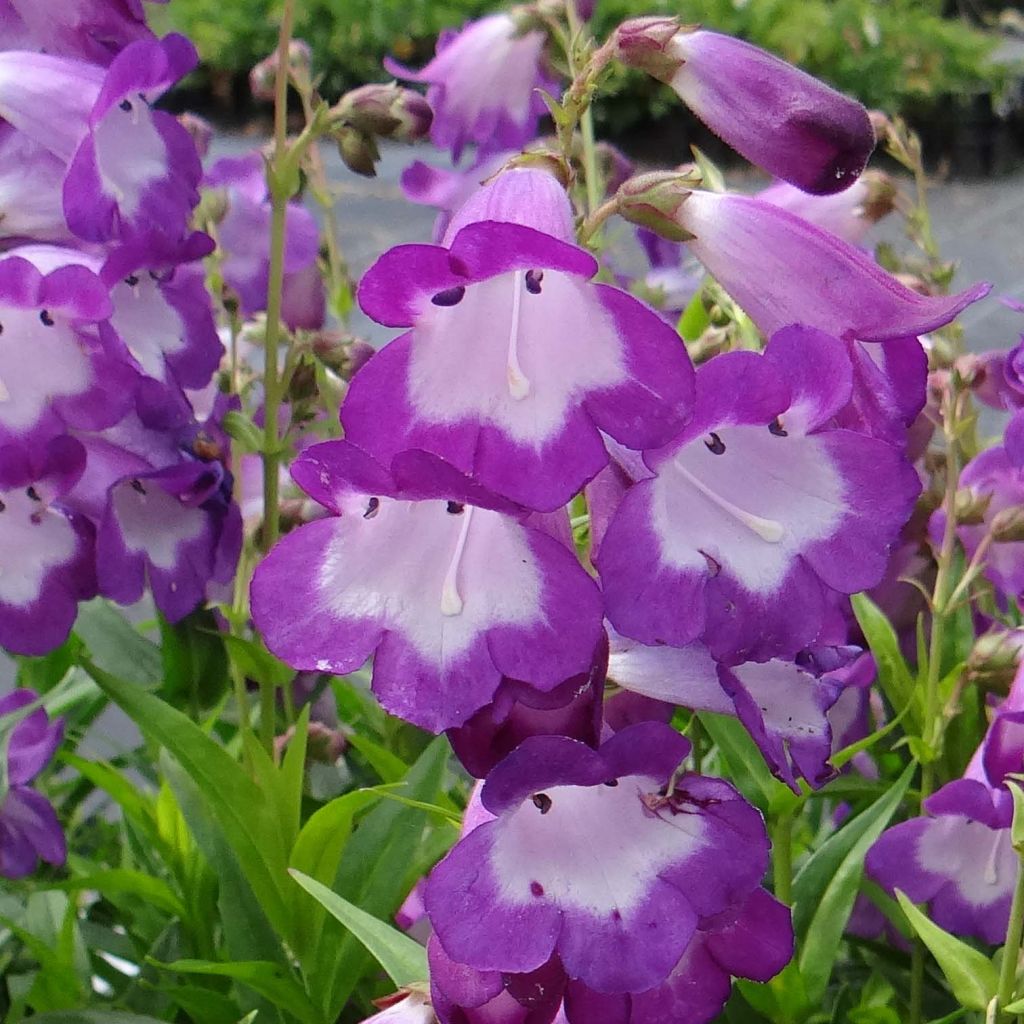 Penstemon hybrida Pensham Czar - Beardtongue