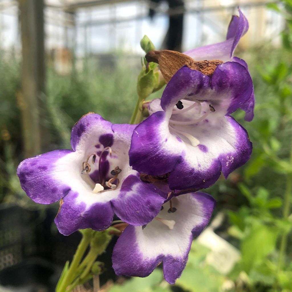 Penstemon hybrida Pensham Czar - Beardtongue