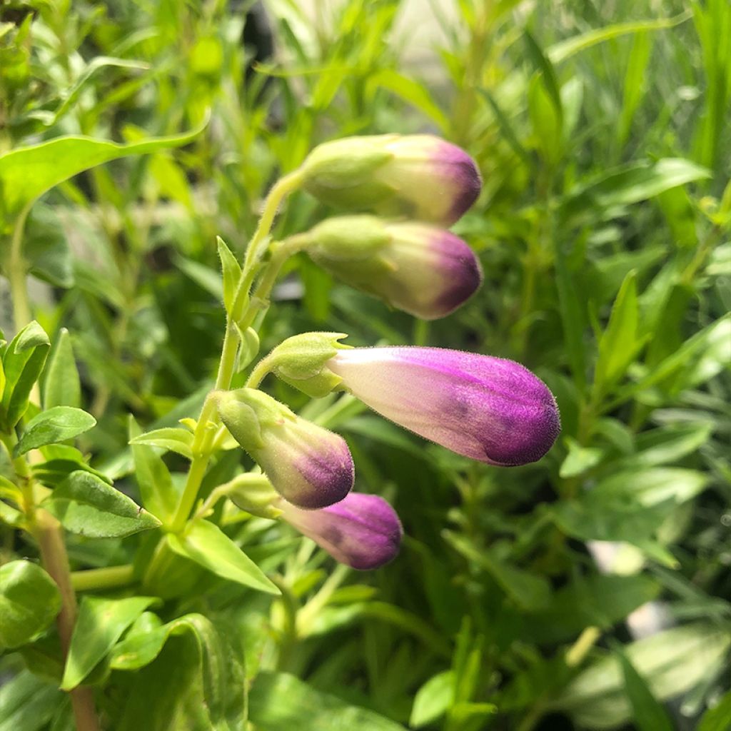 Penstemon hybrida Pensham Czar - Beardtongue