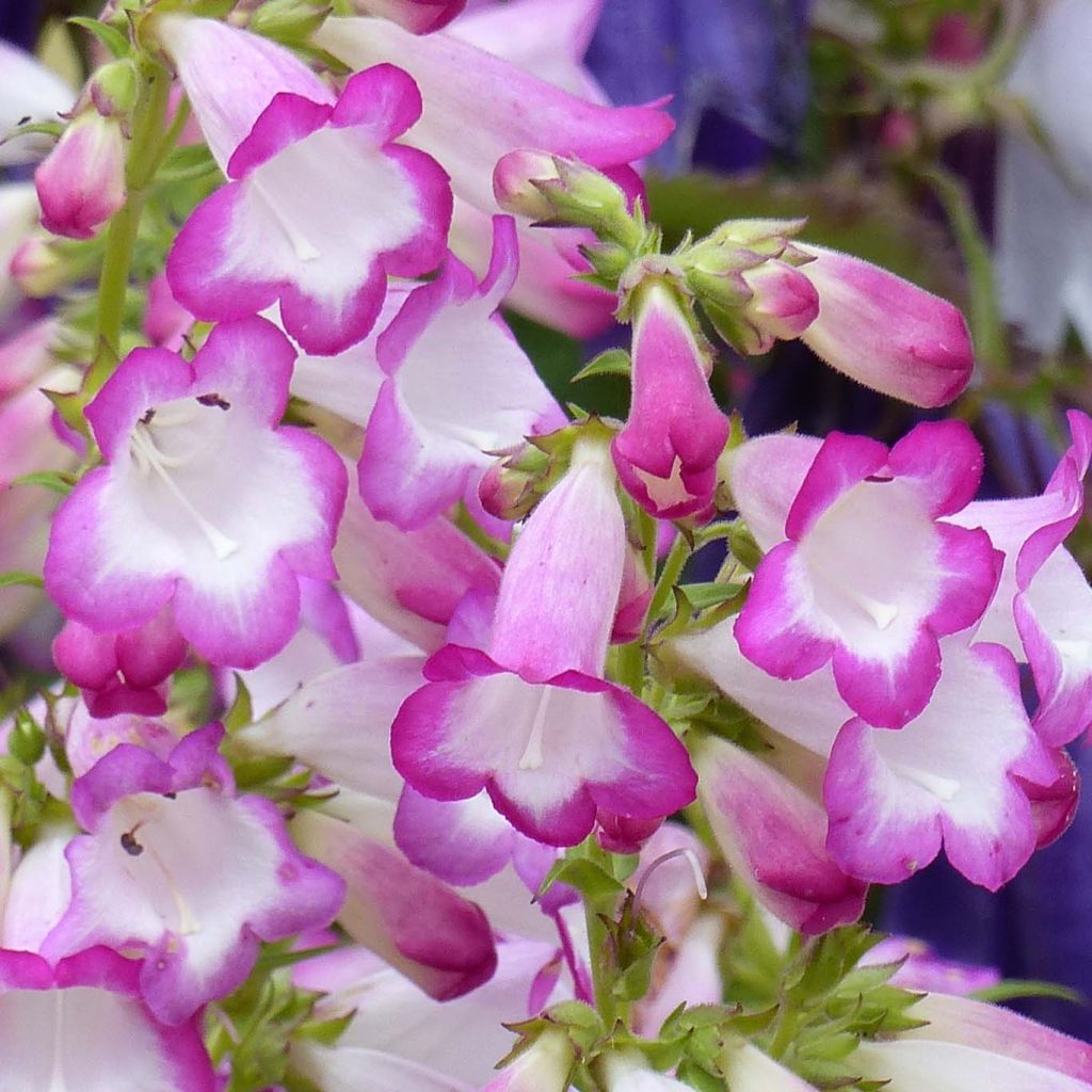 Penstemon hybrida Pensham Laura - Beardtongue