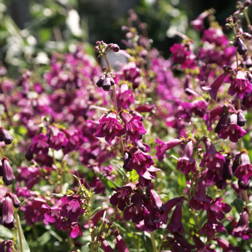 Penstemon hybrida Raven - Beardtongue