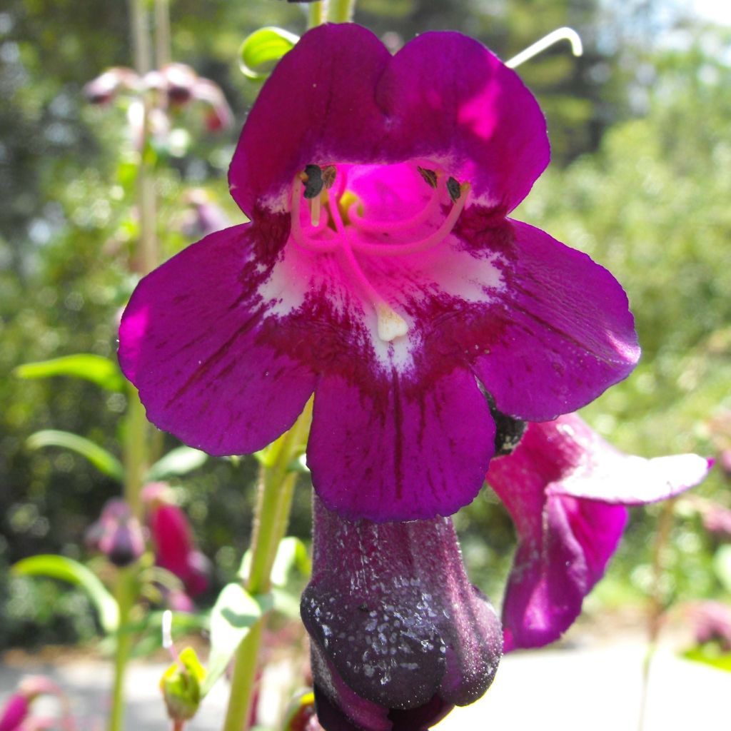 Penstemon hybrida Raven - Beardtongue