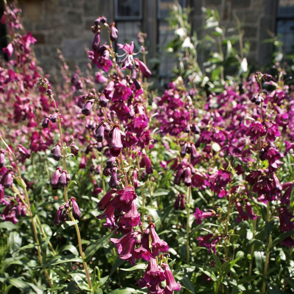 Penstemon hybrida Raven - Beardtongue