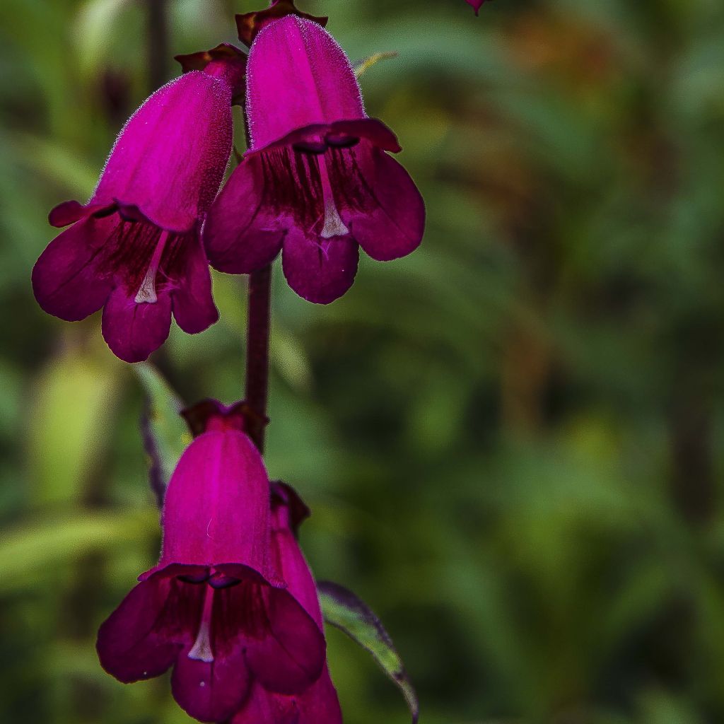 Penstemon hybrida Raven - Beardtongue