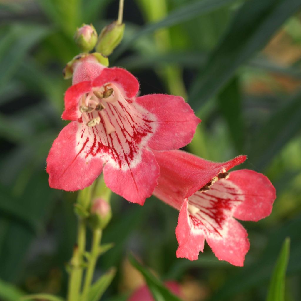 Penstemon heterophyllus Souvenir dAdrien Régnier - Beardtongue