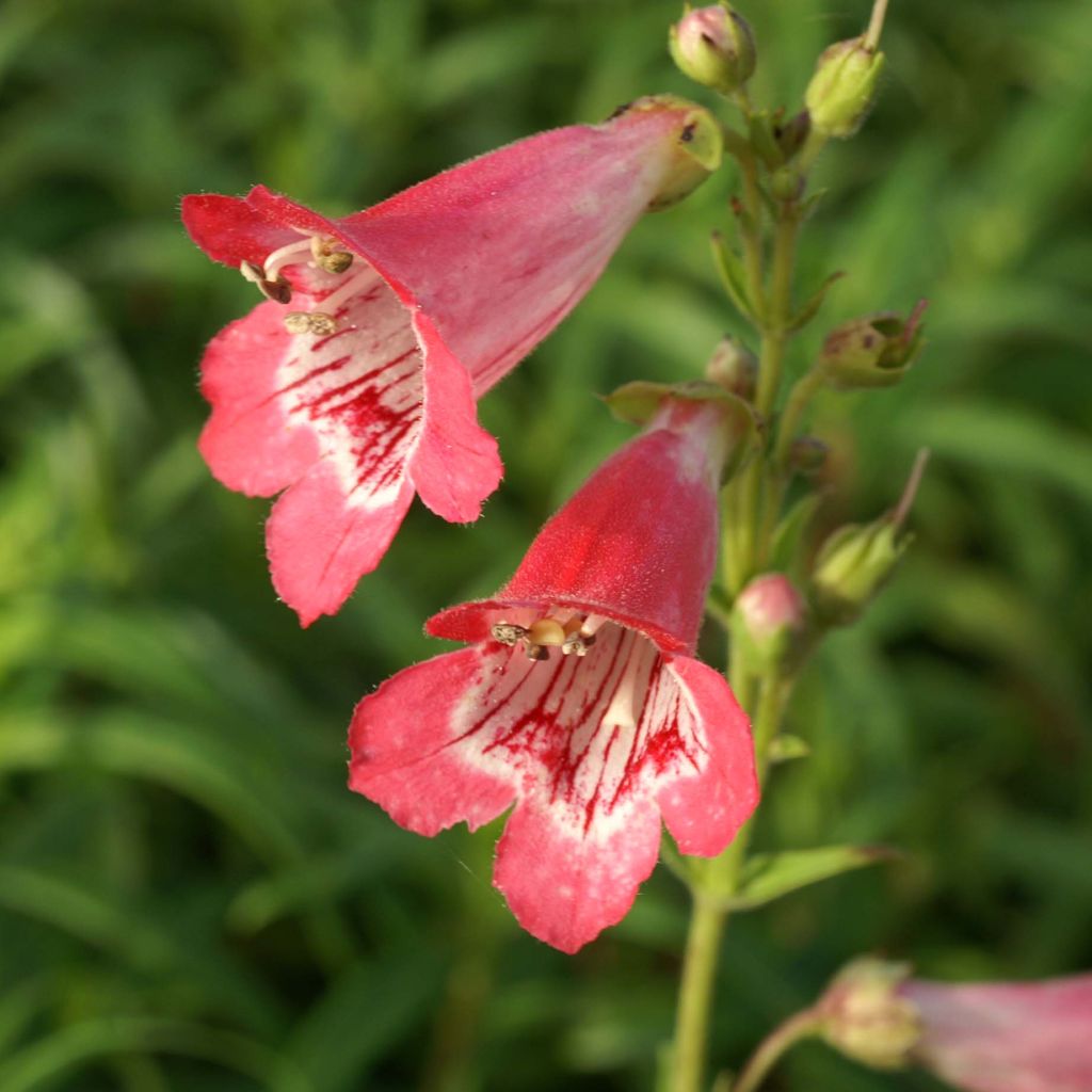 Penstemon heterophyllus Souvenir dAdrien Régnier - Beardtongue