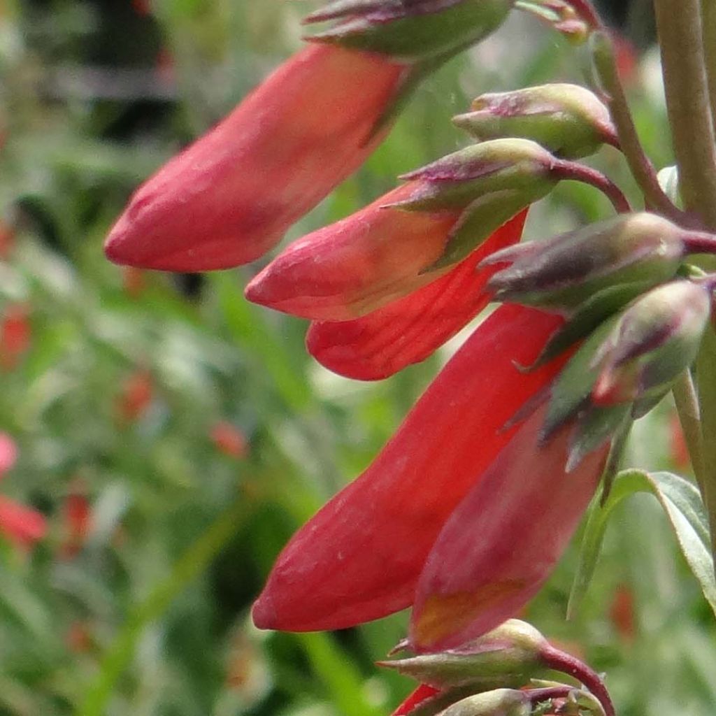 Penstemon barbatus Coccineus - Beardtongue