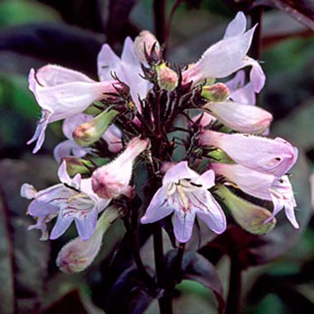 Penstemon digitalis Husker Red - Foxglove beardtongue