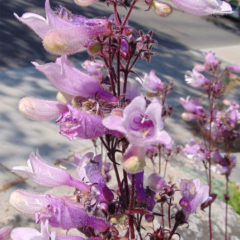 Penstemon digitalis Dark Towers - Foxglove beardtongue