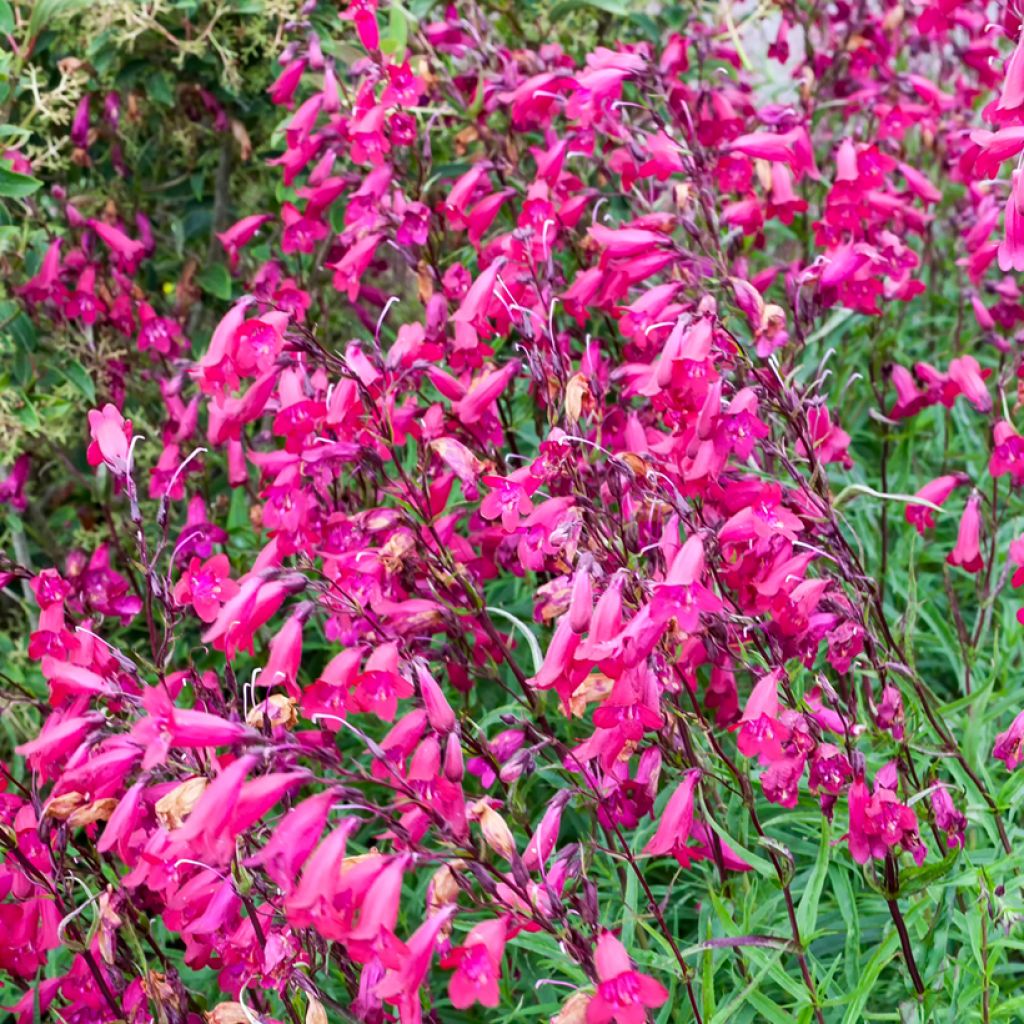 Penstemon campanulatus Garnet - Beardtongue