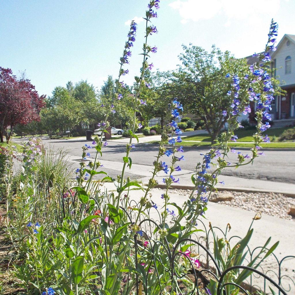 Penstemon mensarum - Beardtongue