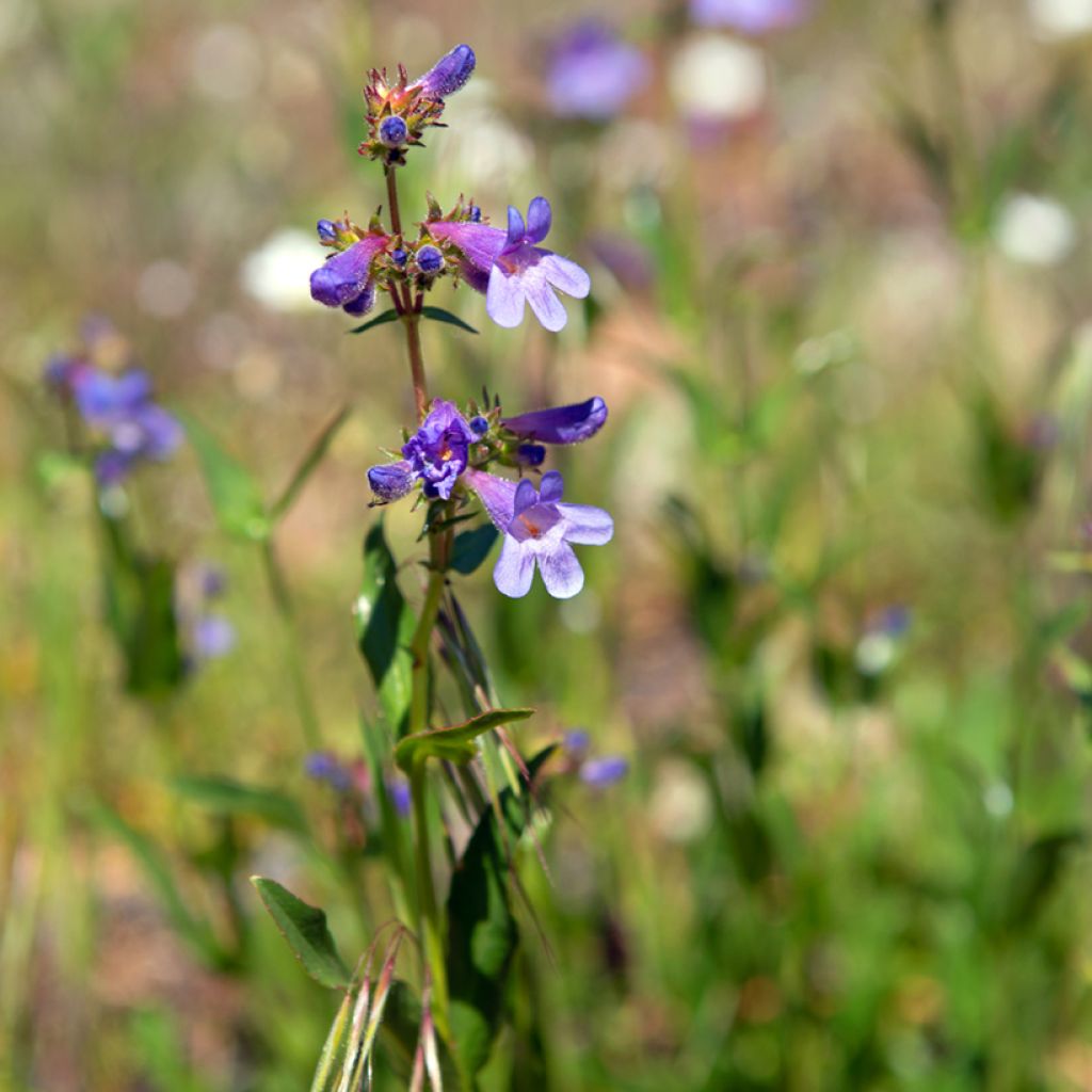 Penstemon virens 