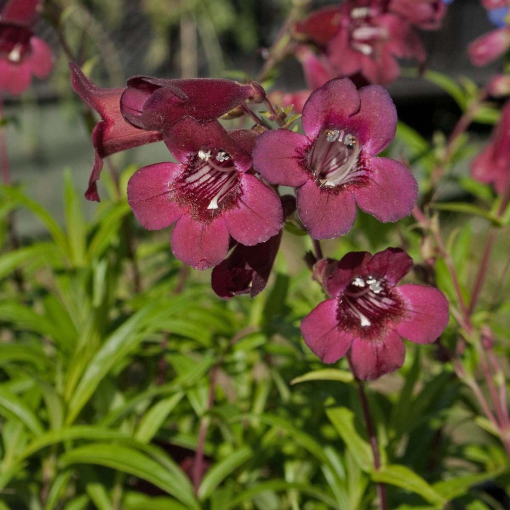 Penstemon Blackbird - Beardtongue
