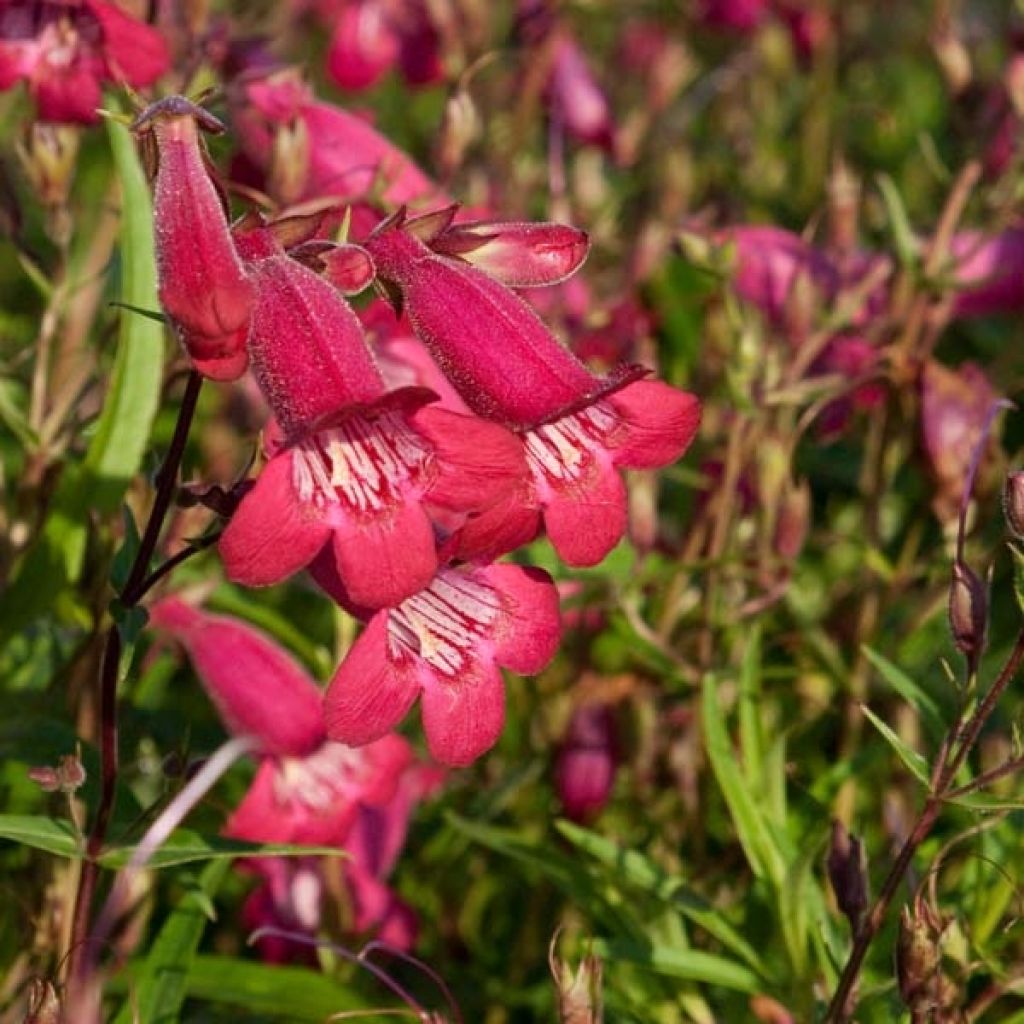 Penstemon campanulatus Garnet - Beardtongue