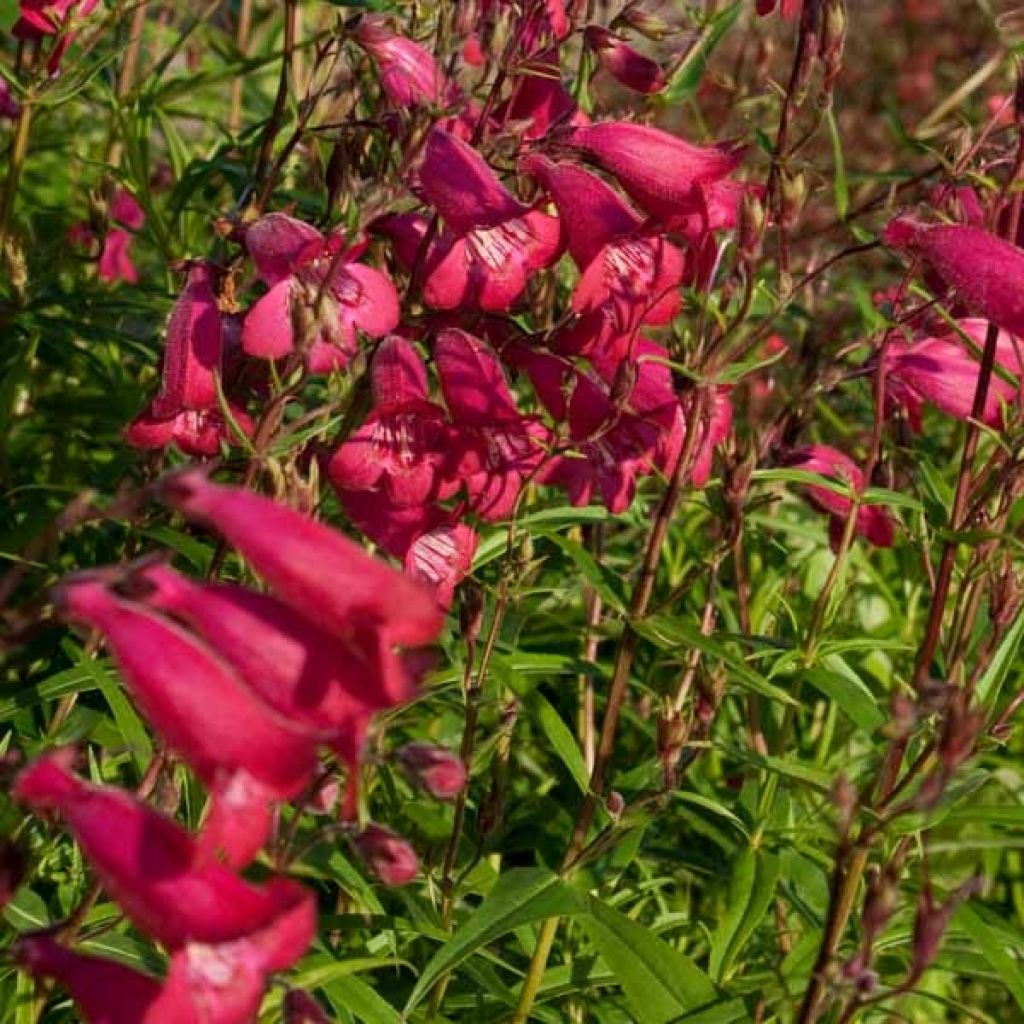 Penstemon campanulatus Garnet - Beardtongue
